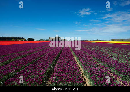 Bunte Tulpen Felder, Edendale, Southland, Südinsel, Neuseeland Stockfoto