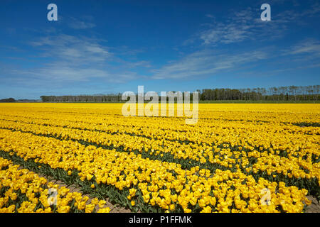 Bunte Tulpen Felder, Edendale, Southland, Südinsel, Neuseeland Stockfoto