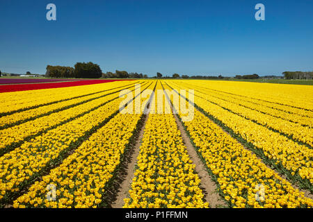 Bunte Tulpen Felder, Edendale, Southland, Südinsel, Neuseeland Stockfoto