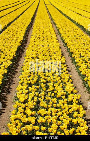 Bunte Tulpen Felder, Edendale, Southland, Südinsel, Neuseeland Stockfoto