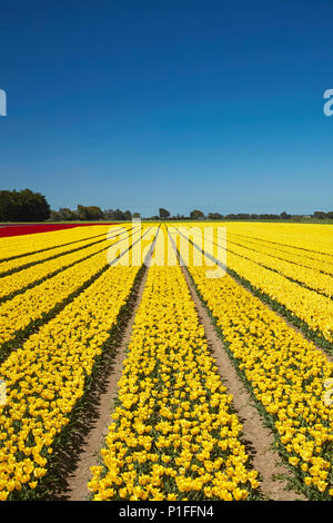 Bunte Tulpen Felder, Edendale, Southland, Südinsel, Neuseeland Stockfoto