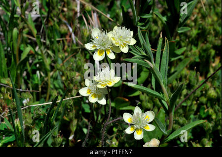 Creme Tassen, Platystemon californicus, Cuyamaca Rancho State Park, CA 080518 30386 Stockfoto
