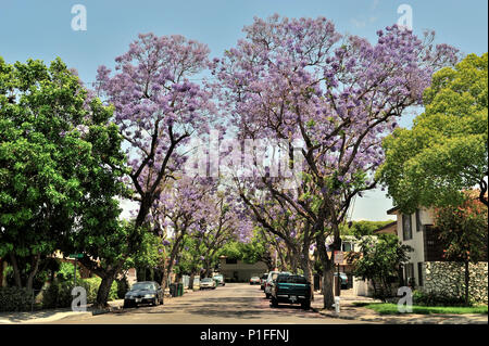 Jacaranda mimosifolia, blaue Jacaranda; Myrte Street, Santa Ana, Ca; 080528 30484 Stockfoto