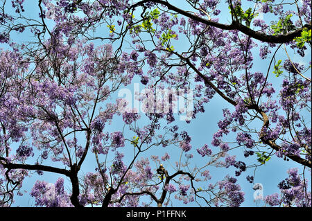 Jacaranda mimosifolia, blaue Jacaranda; Myrte Street, Santa Ana, Ca; 080528 30485 Stockfoto