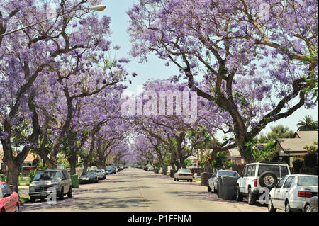 Jacaranda mimosifolia, blaue Jacaranda; Myrte Street, Santa Ana, Ca; 080528 30490 Stockfoto