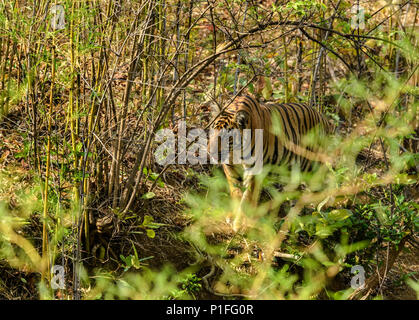 Royal Bengal Tiger männlich Cub in Andhari Tadoba Tiger Reserve, Indien Big Cat Predator gefährdeten Arten in einem natürlichen Lebensraum an einem hellen Sommertag Stockfoto