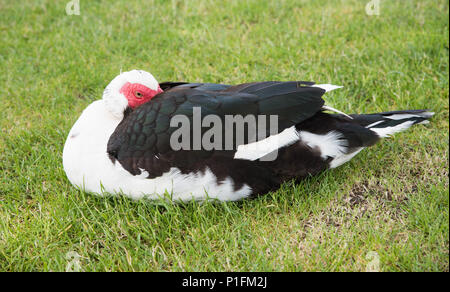 Rot - Gelbstirn-blatthühnchen Schwarz und Weiß muscovy Duck mit dem Schnabel in die Federn auf der freien Wiese in Picton, Neuseeland verstaut Stockfoto