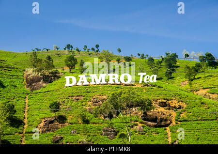 Damro Tee Immobilien, Sri Lanka Stockfoto