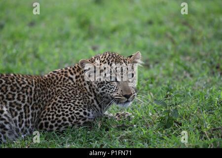 Junge Leopard auf der Massai Mara savannah Warten auf Rückkehr der Mutter mit Beute (Panthera pardus). Bild in der OLARE Motorogi Conservancy genommen Stockfoto