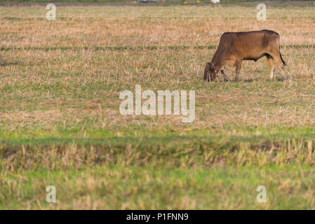 Rinder Farm Feld in Thailand Stockfoto