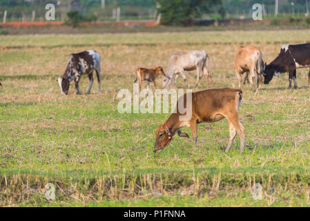 Rinder Farm Feld in Thailand Stockfoto