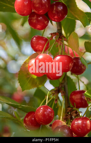Viele helle rote Kirschen auf dem Zweig wächst Stockfoto
