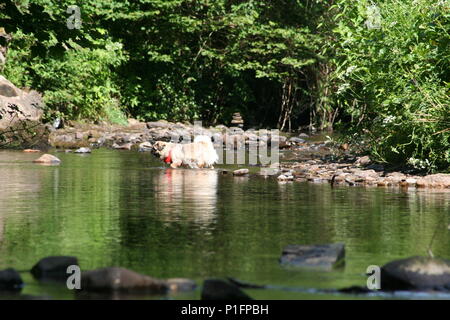 Kleiner Hund spielen im Fluss im Sommer Stockfoto