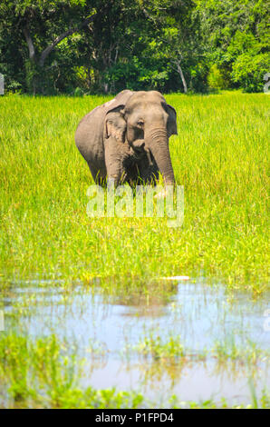 Ein Elefant, Yala National Park, Sri Lanka Stockfoto