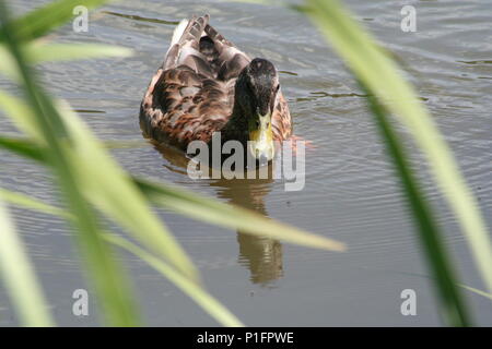 Ente schwimmen und genießen den Sommer Sonne, Morgan Park, Port Talbot Teiche Stockfoto