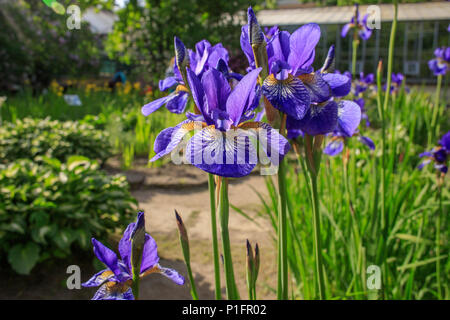 Schöne Blaue violette Iris Blumen im Botanischen Garten. Sibirische Iris. Iris pumila. Blühende, Gartenarbeit, Natur Schönheit, grünes Gras Stockfoto