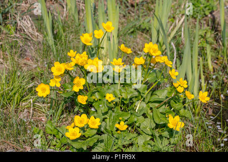 Sumpf - Ringelblume oder kingcup (Caltha palustris) in madow in der Nähe von einem Teich Stockfoto