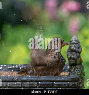 11. Juni 2018 - Weibliche Amsel genießt das kühle Wasser aus einem Haushalt Garten Vogelbad und hat ein Bad in den heissen, sonnigen Wetter Stockfoto