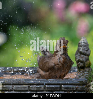 11. Juni 2018 - Weibliche Amsel genießt das kühle Wasser aus einem Haushalt Garten Vogelbad und hat ein Bad in den heissen, sonnigen Wetter Stockfoto