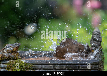 11. Juni 2018 - Weibliche Amsel genießt das kühle Wasser aus einem Haushalt Garten Vogelbad und hat ein Bad in den heissen, sonnigen Wetter Stockfoto