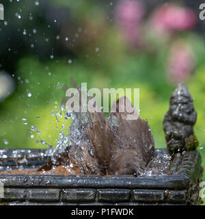 11. Juni 2018 - Weibliche Amsel genießt das kühle Wasser aus einem Haushalt Garten Vogelbad und hat ein Bad in den heissen, sonnigen Wetter Stockfoto