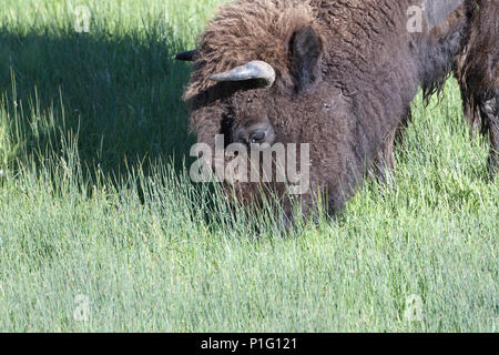 Ein amerikanischer Bison Feeds auf grüner Wiese Gras im Frühsommer im Yellowstone National Park Stockfoto