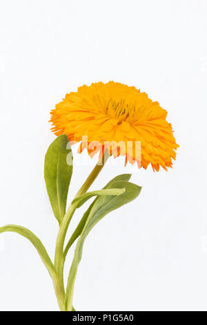 Garten - Topf Ringelblume (Calendula officinalis) Pflanze in Blüte Stockfoto