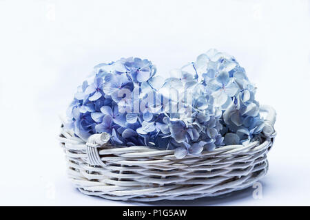Blaue Hortensie in einem Korb auf weißem Hintergrund Stockfoto