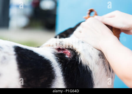 Weibliche Tierarzt Reinigung hund Wunde. Pet health care und medizinische Konzept. Close Up. Stockfoto