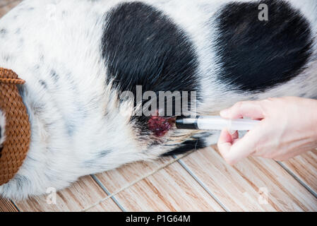 Weibliche Tierarzt Reinigung hund Wunde. Pet health care und medizinische Konzept. Close Up. Stockfoto