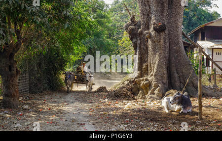 Mandalay, Myanmar - Feb 10, 2017. Ochsenkarren über die ländliche Straße an einem sonnigen Tag in Mandalay, Myanmar. Stockfoto