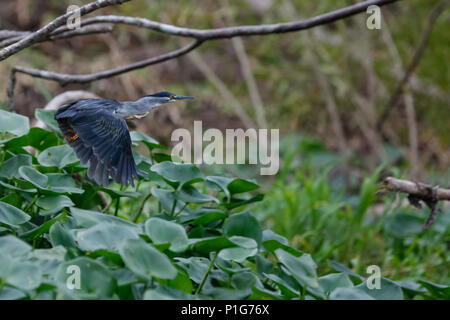 Nach gestreift Heron, Butorides striata, im Flug, Pacaya Samiria bewahren, Oberen Amazonas Becken, Loreto, Peru Stockfoto