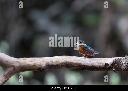 Nach amerikanischen Pygmy Kingfisher, Chloroceryle aenea, Nauta Caño, Obere Amazon River Basin, Loreto, Peru Stockfoto