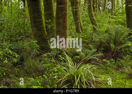 Native Wald neben blauen Pools Track, Mount Aspiring National Park, den Haast Pass, in der Nähe der Makarora, Otago, Südinsel, Neuseeland Stockfoto