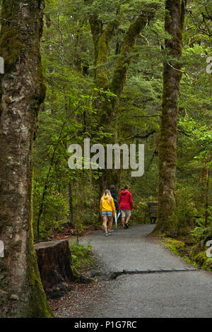 Anschluss an den blauen Pools, Mount Aspiring National Park, den Haast Pass, in der Nähe der Makarora, Otago, Südinsel, Neuseeland (Model Released) Stockfoto