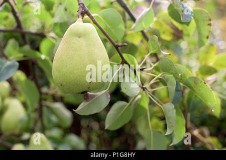 Ein Reif grüne Birne auf einem Baum Stockfoto