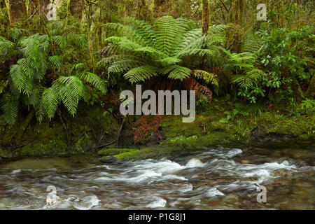 Muir Creek und einheimischen Busch, angenehm flach, Haast Pass, Mt Aspiring National Park, West Coast, South Island, Neuseeland Stockfoto