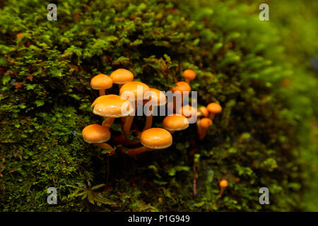 Pilze, Angenehm flaches Bush Walk, Haast Pass, Mt Aspiring National Park, West Coast, South Island, Neuseeland Stockfoto