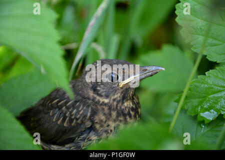 Blackbird in einem Baum versteckt Stockfoto