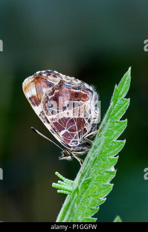 Land Karten Araschnia levana, Feder generation, um Schmetterlinge (Lepidoptera) Familie wertvolle Schmetterlinge (Familie Nymphalidae Nymphalinae Falter) Stockfoto