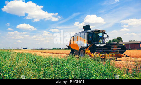 Mähdrescher ernten Bohnen in Bebautes Feld Stockfoto