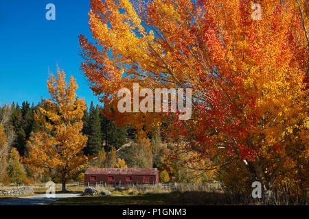 Herbst Farbe und Woolshed, in der Nähe von Twizel, Mackenzie Country, Canterbury, Südinsel, Neuseeland Stockfoto