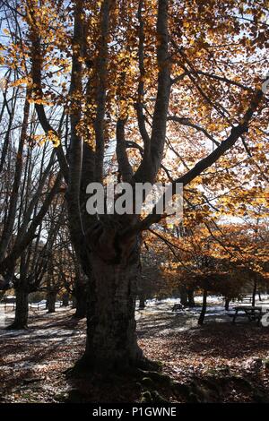 Spanien - Baskenland - Cantábrica (Kreis) - alava. Ordunya; Parque Natural de Gorbeia/Gorbea; hayedo Centenario cerca del Centro re recepción. Stockfoto