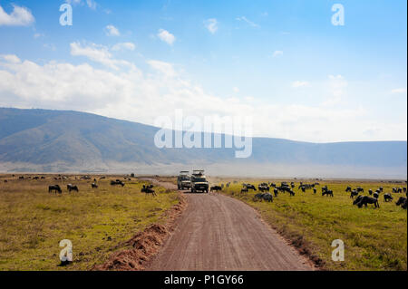 Gnus und Zebras grasen auf einer staubigen Ebene vor der Wartenden safari Fahrzeuge. Ngorongoro Nationalpark, Tansania, Afrika Stockfoto