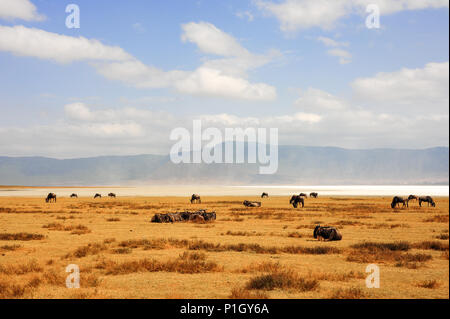 Blue Wildebeest weiden auf goldene Ebenen in der Nähe von Magadi (oder makat) Salt Lake. Sommer, Ngorongoro Krater, Tansania, Afrika Stockfoto