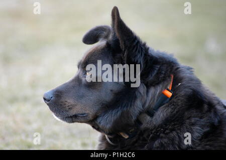 Porträt eines schwarzen Hundes Stockfoto