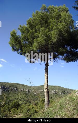 Spanien - Katalonien - Alt Camp (Bezirk) - TARRAGONA. Querol; 'Pi de les 4 soques' (?). Stockfoto