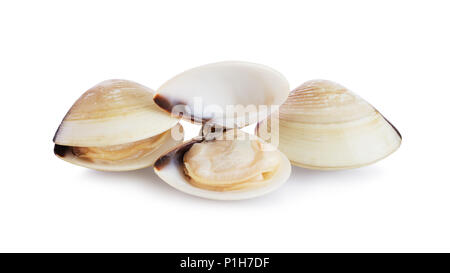 Drei frische geöffnet und geschlossen Muscheln Shell auf weißem Hintergrund Stockfoto