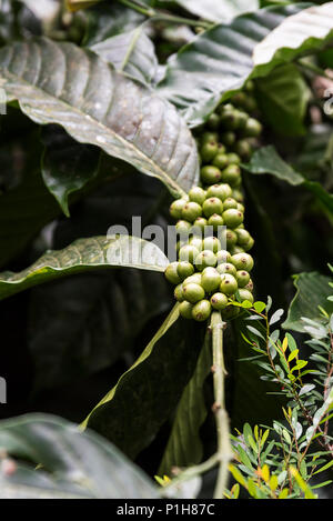 Kaffeeplantage in Coorg Karnataka Indien Stockfoto