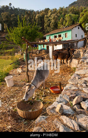 Haus in der Nähe des Wald Straße an Kala Agar Dorf, Kumaon Hügel, Uttarakhand, Indien Stockfoto